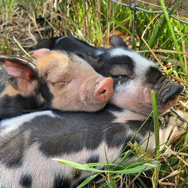 I literally can&rsquo;t stop taking pictures and videos of these little ladies!! They are so freaking adorable. So I apologize now for bombarding your with piglet pictures and videos. 
#sorrynotsorry😂 #piglets #babypigs #dailydoseofcute #pasturerais