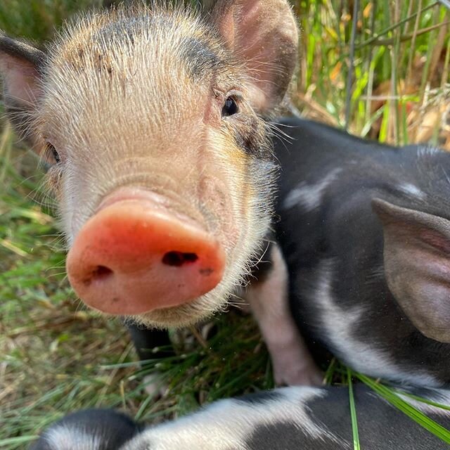 Such a cute little sleepy head! 🥰🐖
.
#babypig #piglet #pastureraised #plympton #plymptonma #plymouth #kingstonma #knowyourfarmer