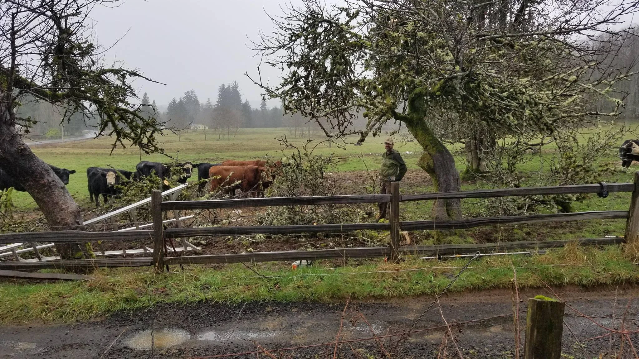 Trees and cows.jpg