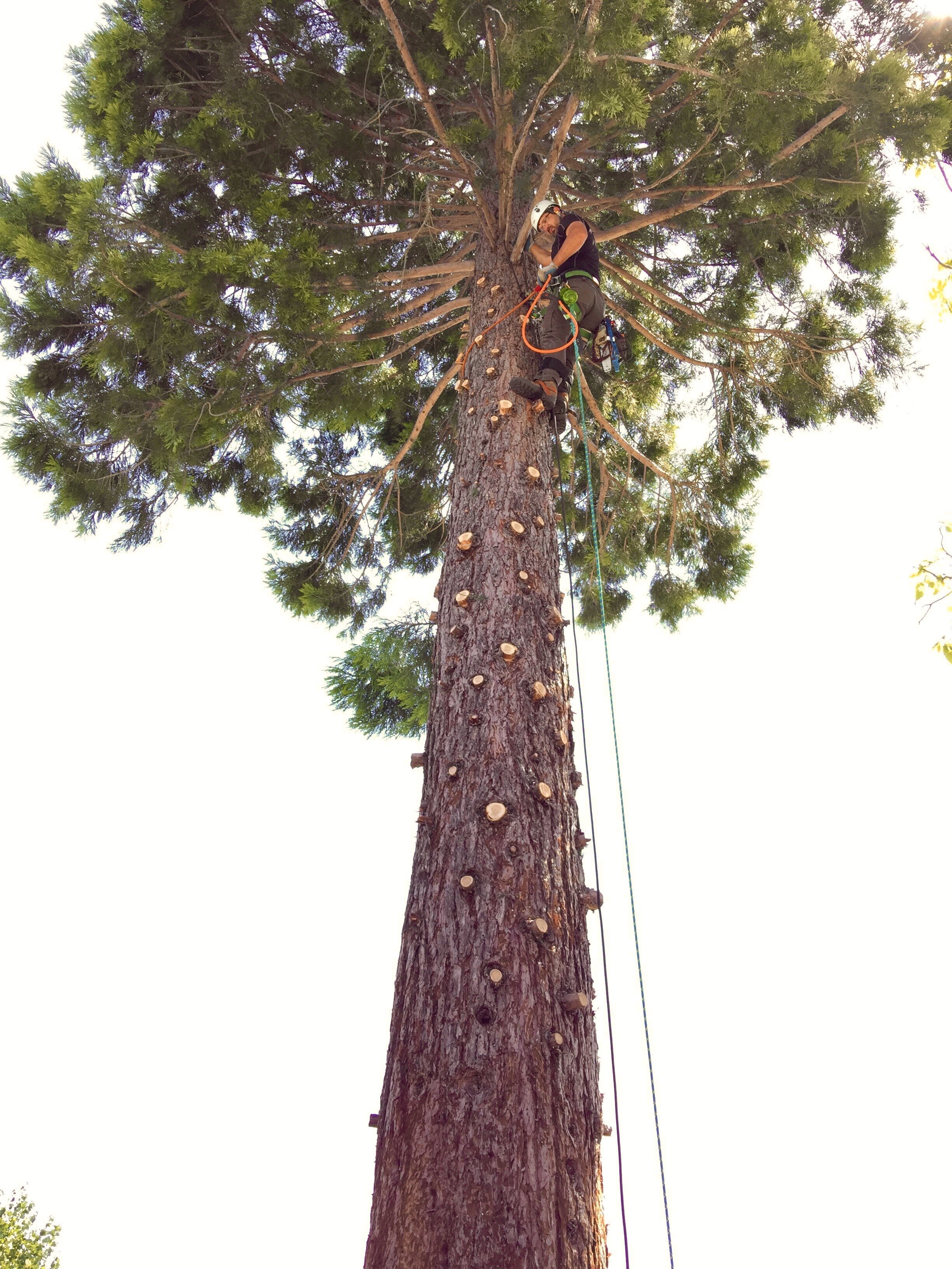 Redwood removal.jpg