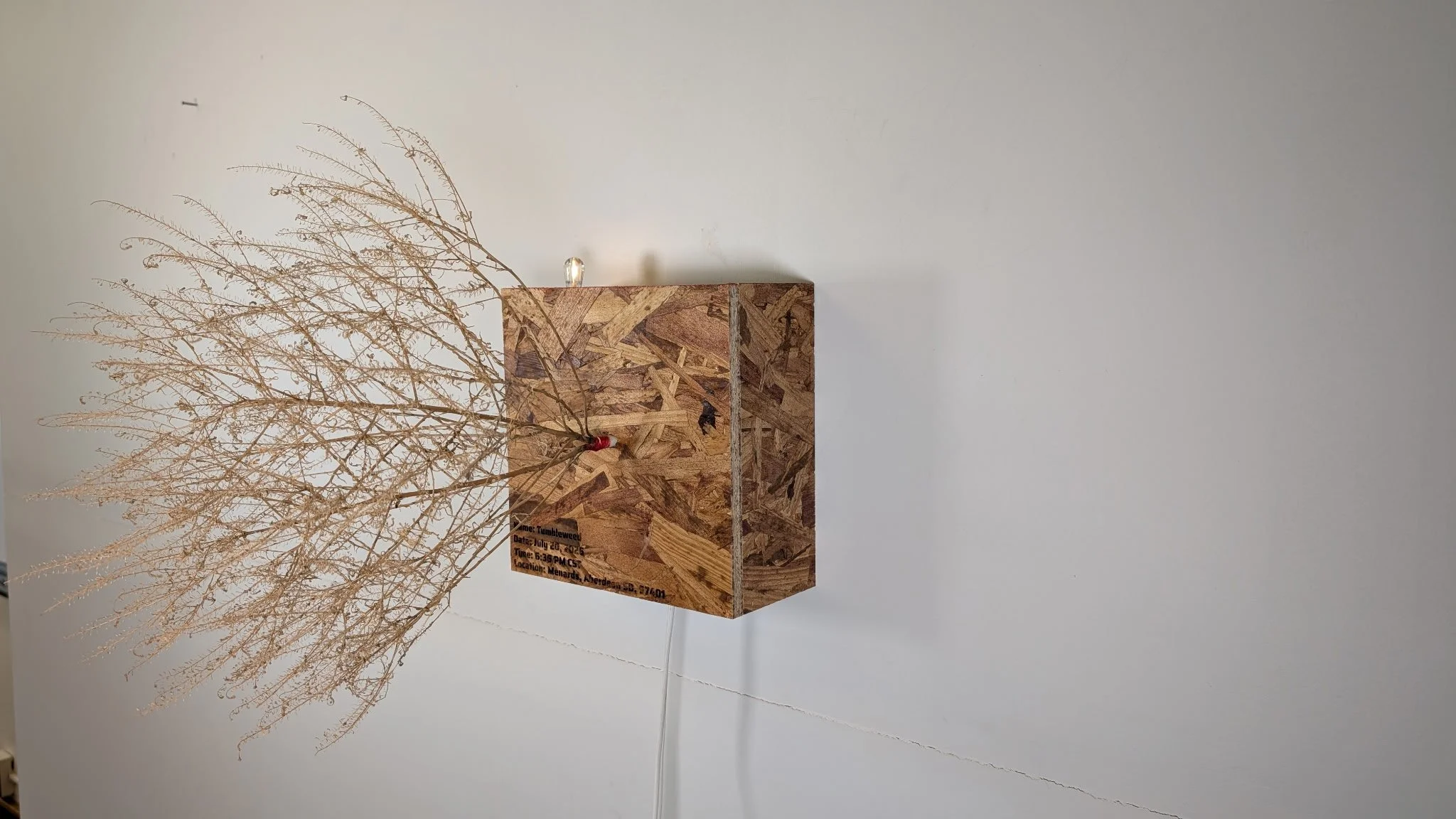 A wooden display with a small tree branch arrangement and a printed information card, placed against a plain white wall.