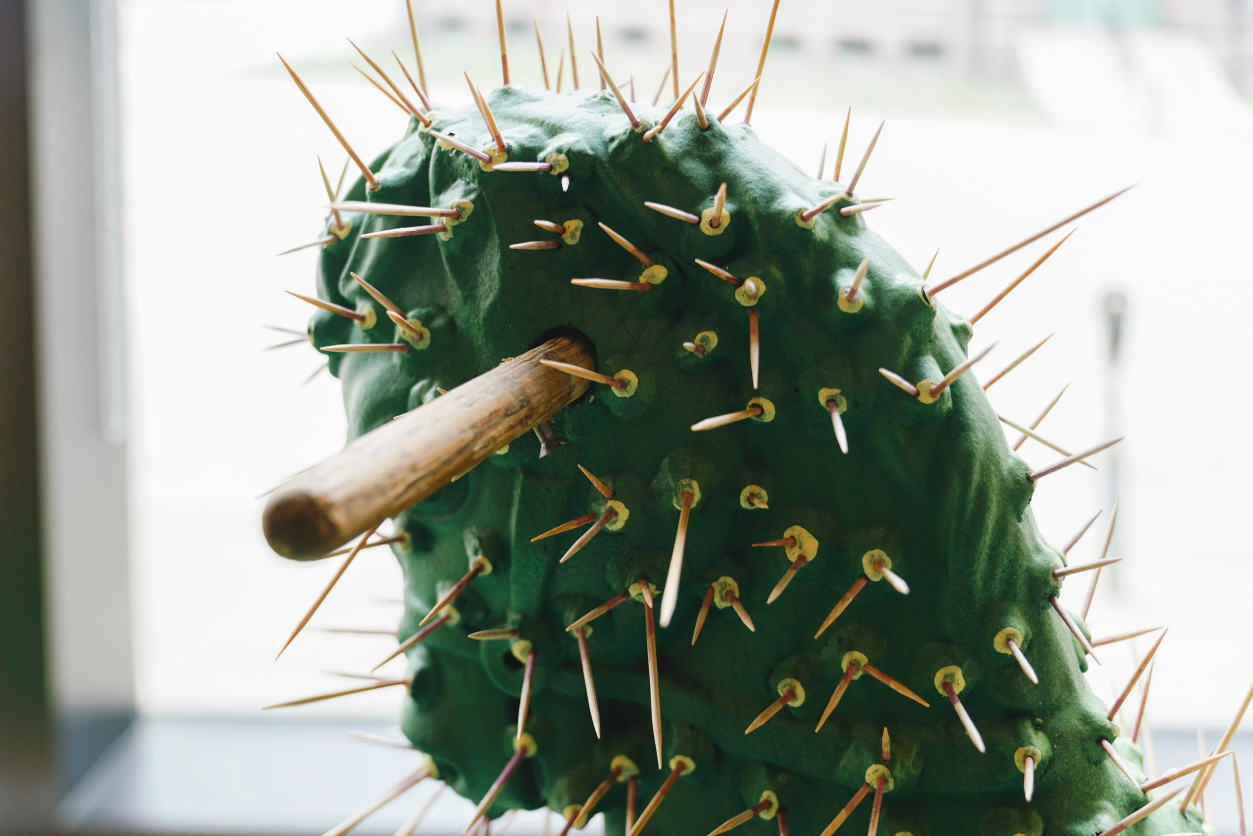 Close-up of a green cactus with many sharp, long, brownish spines, and a wooden stick inserted into it near the center.