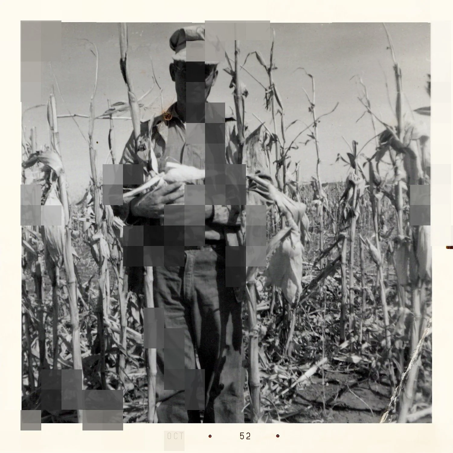 Black and white photo of a man in a field of tall, dried corn stalks, holding corn cobs in his hands.