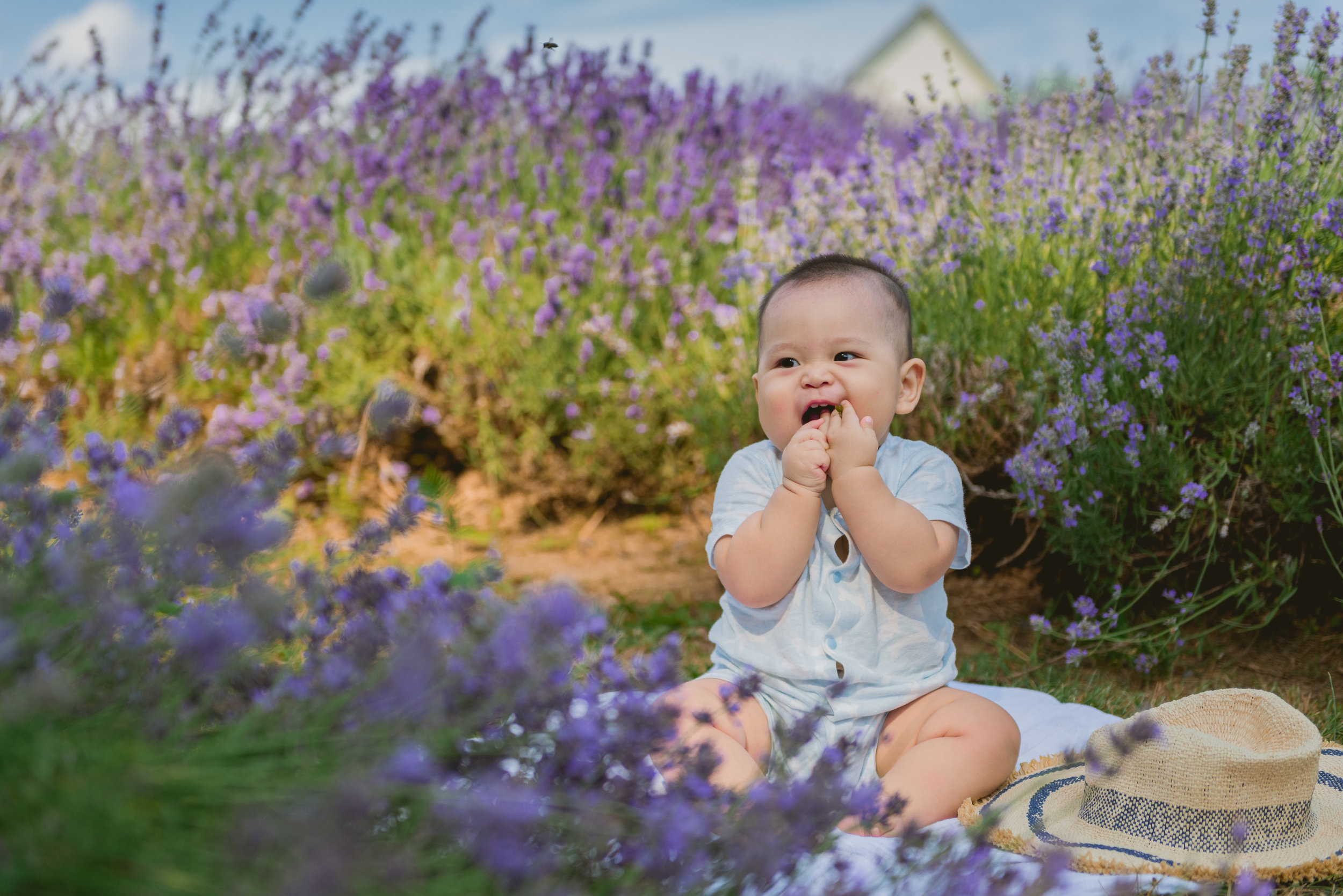 Andy's Lavender Dream