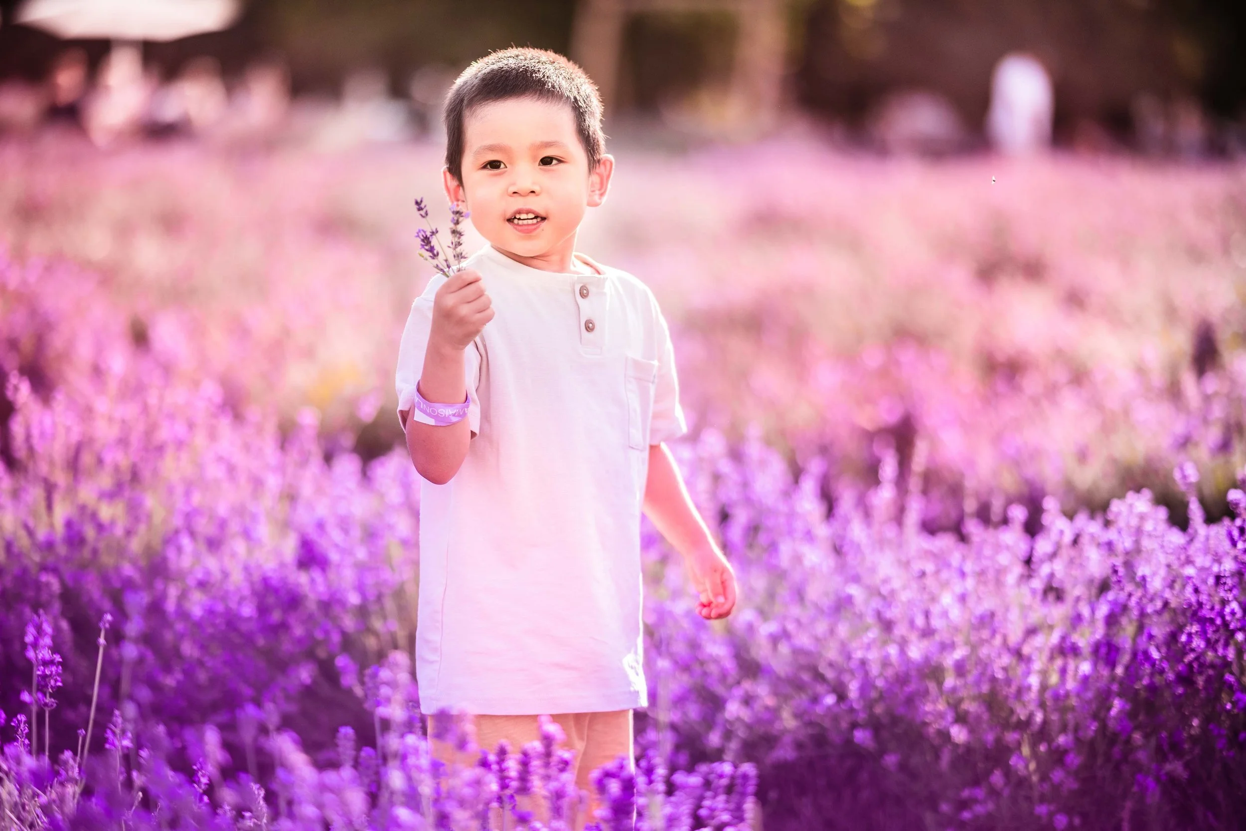 Purple Lavender Dream