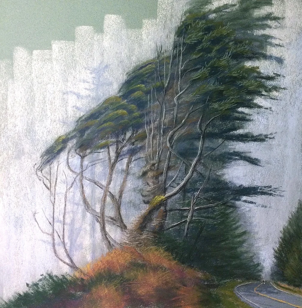 West Coast Cypress in Fog. Oregon