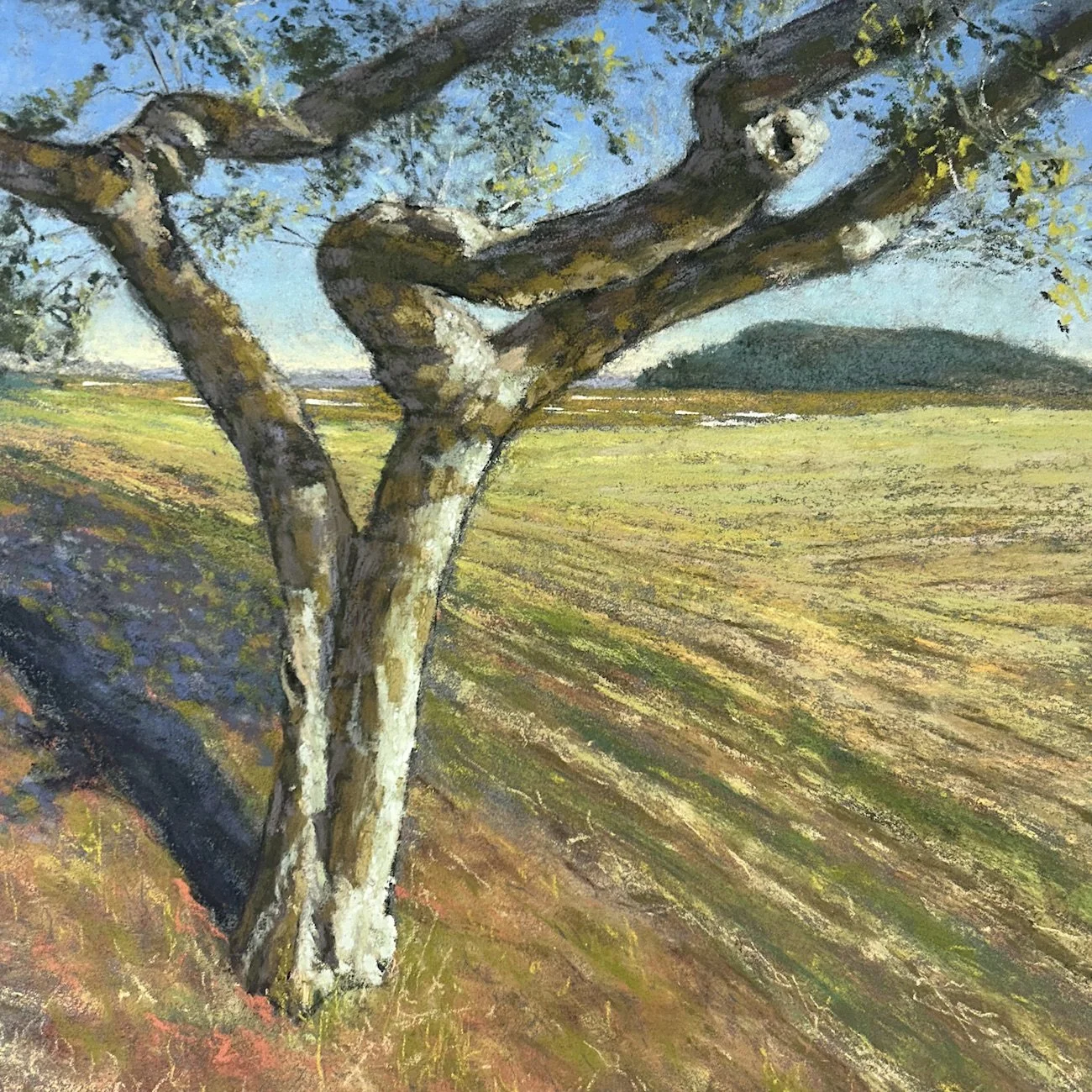 Charlie's Tree. Ispswich