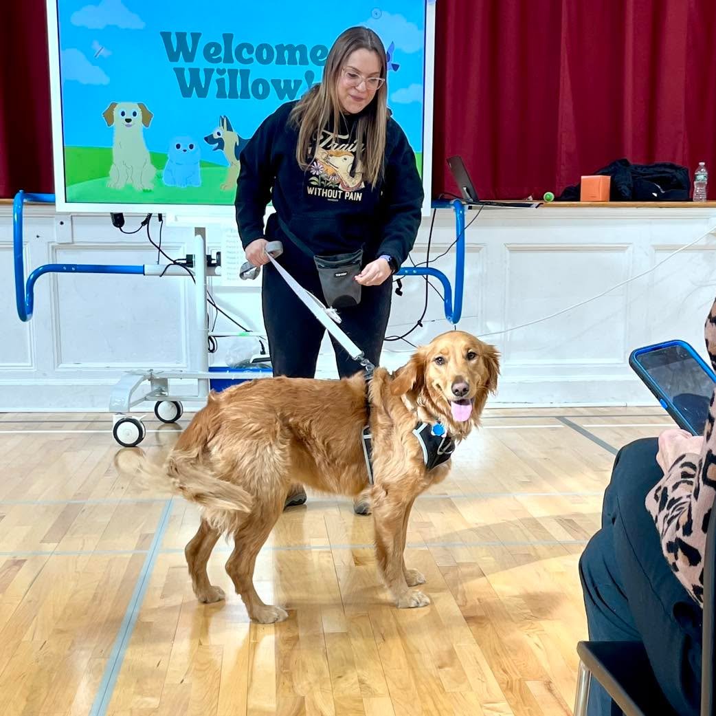 🐾 Welcome, Willow! 🐾

Yesterday was a very special day at Harmony Heights&mdash;we officially welcomed Willow, our new therapy dog, on her first day at school! 

Students and staff had the opportunity to meet Willow during a wonderful assembly led 