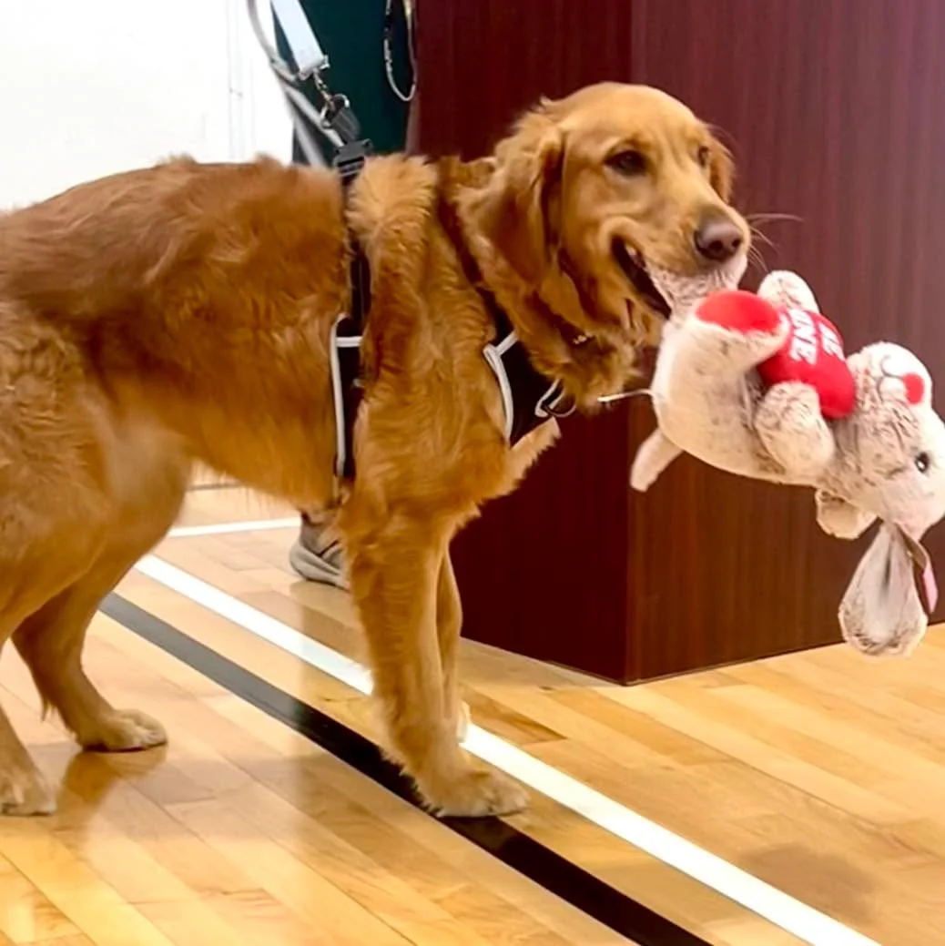 🐾 Harmony&rsquo;s recent mid-year awards ceremony had a very special guest&mdash;our therapy dog Willow!

Alongside her amazing owner, our P.E. teacher Wendy, Willow greeted families and guests, bringing her signature calm and charm to the celebrati