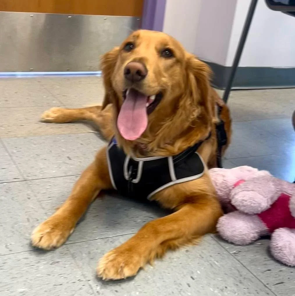 🐾💜 When we say Staff Development Day is for everyone at Harmony Heights, we really mean everyone!

Our sweet therapy dog Willow was right there alongside us&mdash;sitting in on trainings, trotting around the gym to check out team-building progress,