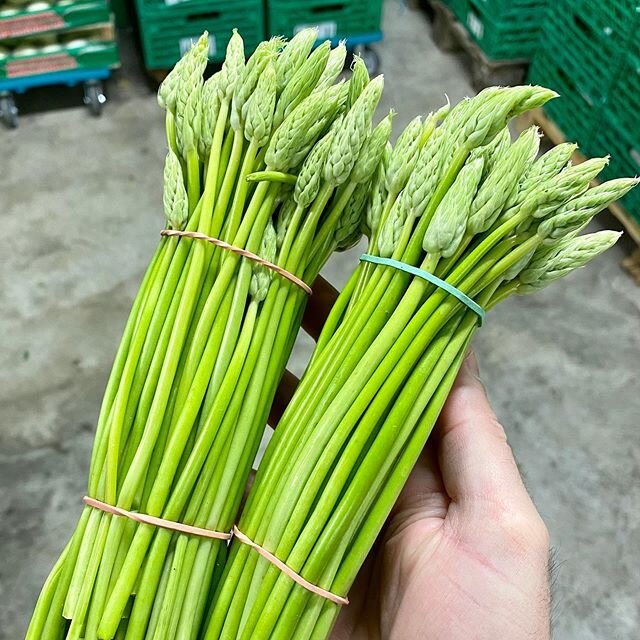 Pyren&auml;en-Milchstern, aka. Hopfenspargel, aka. &Auml;hrenspargel... Nenn ihn wie Du willst! Ein ausgesprochener Eyecatcher auf Deinem Teller. 😍

#freshfromthemarket #gastronomie #gastro #instafood #foodinspiration #freshveggies #foodstagram #mil