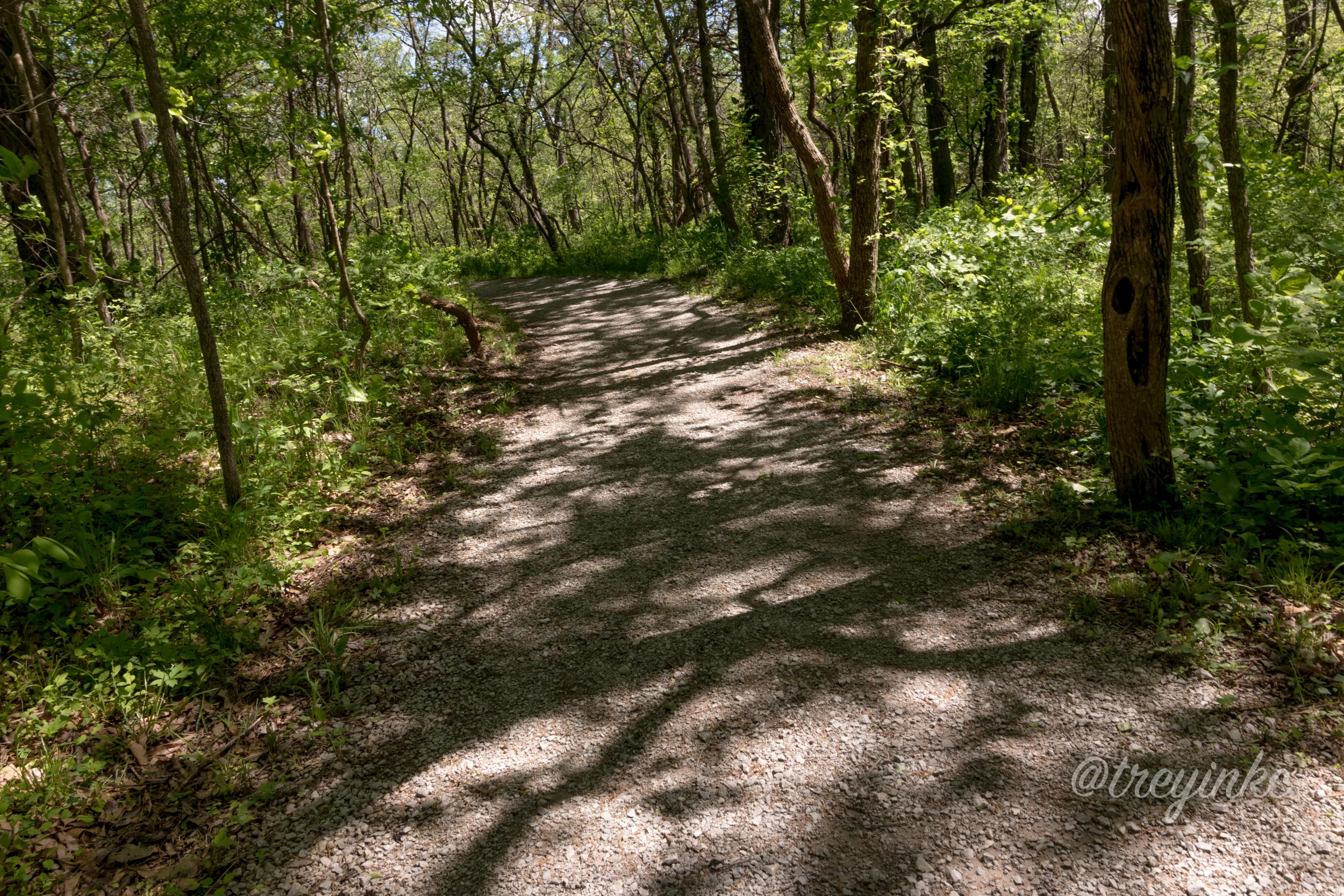 BURRoakWOODS (3 of 10).jpg