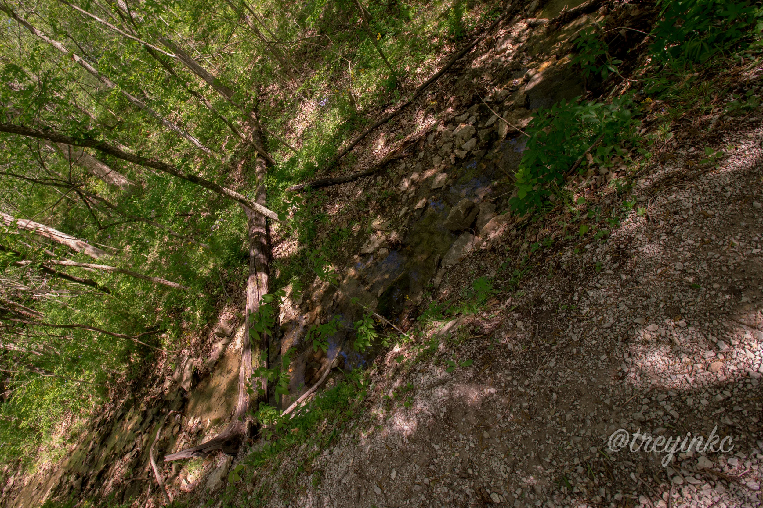 BURRoakWOODS (9 of 10).jpg