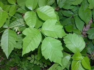 poison ivy.jpg