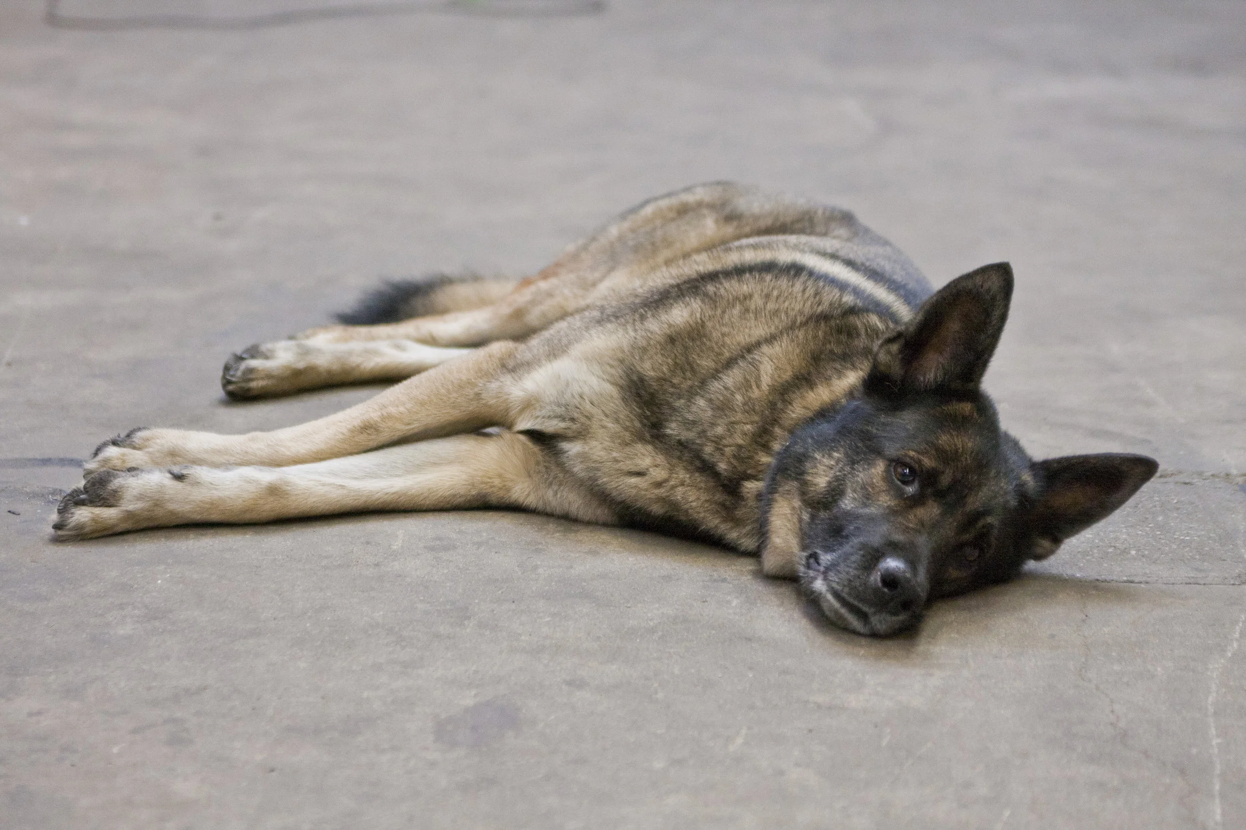 Medical Marijuana & Drug Detection K9 Programs