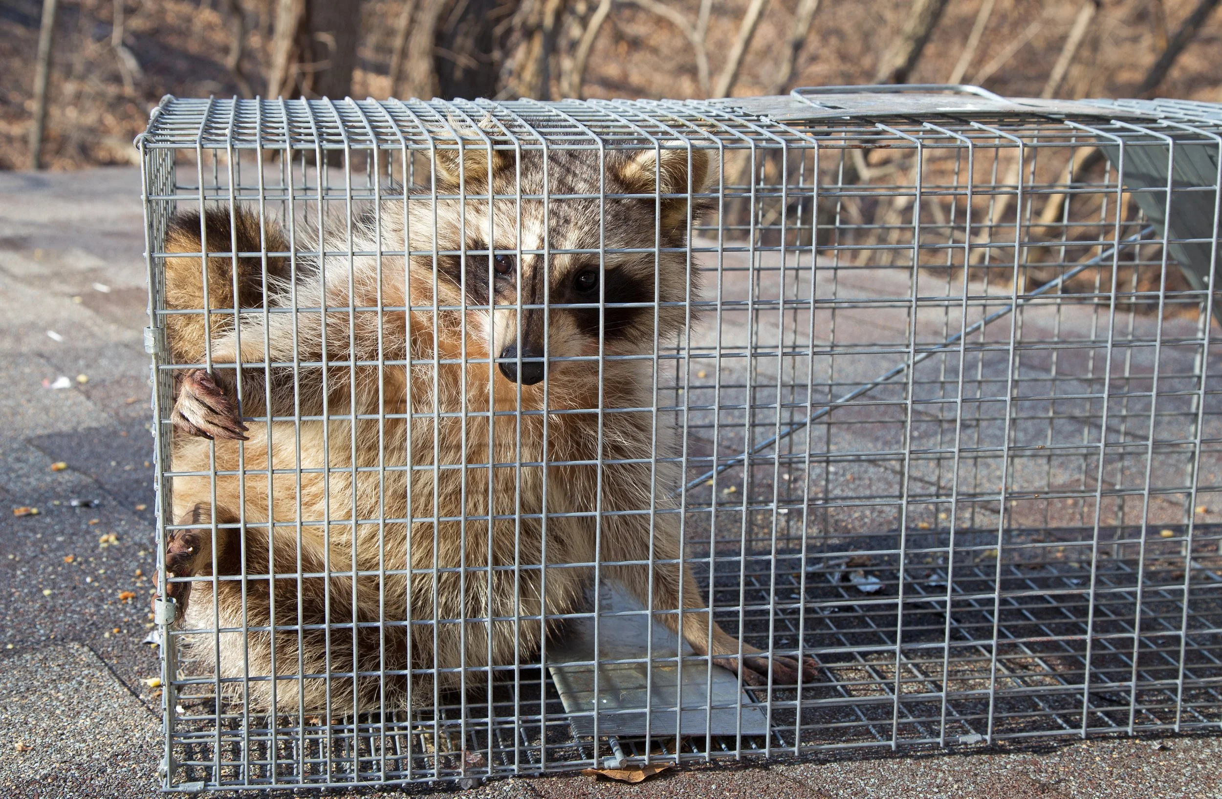 Animal Control Ordinances