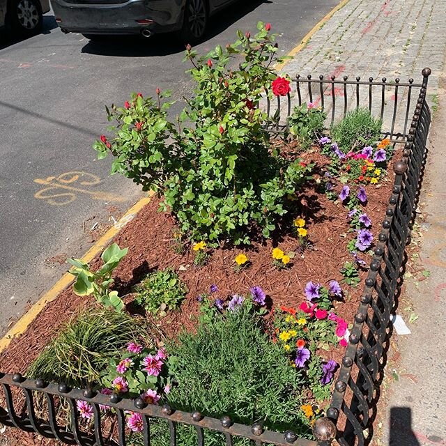 See a sad tree pit? Did you know the buildings they are located next to are responsible for their upkeep? Did you know you can ask the owner if you can help make them beautiful by planting flowers or other types of plants (or something else) in the p