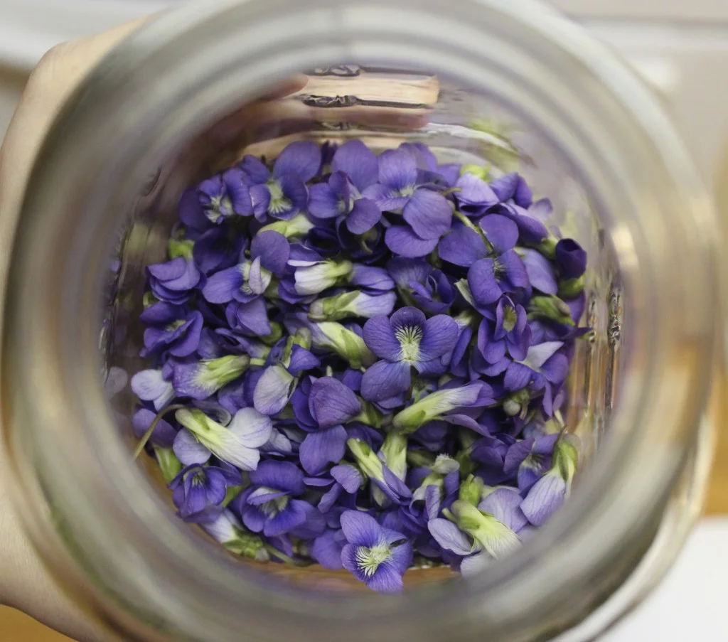 Photo Credit: Kentucky Forager
