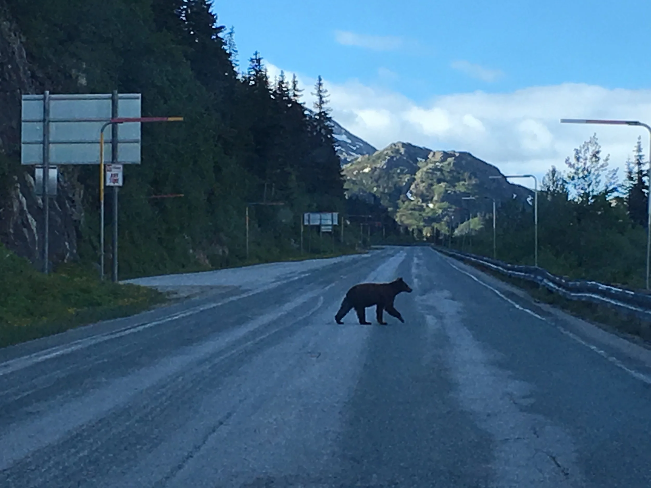 SouthKlondikeHwyBear.jpeg