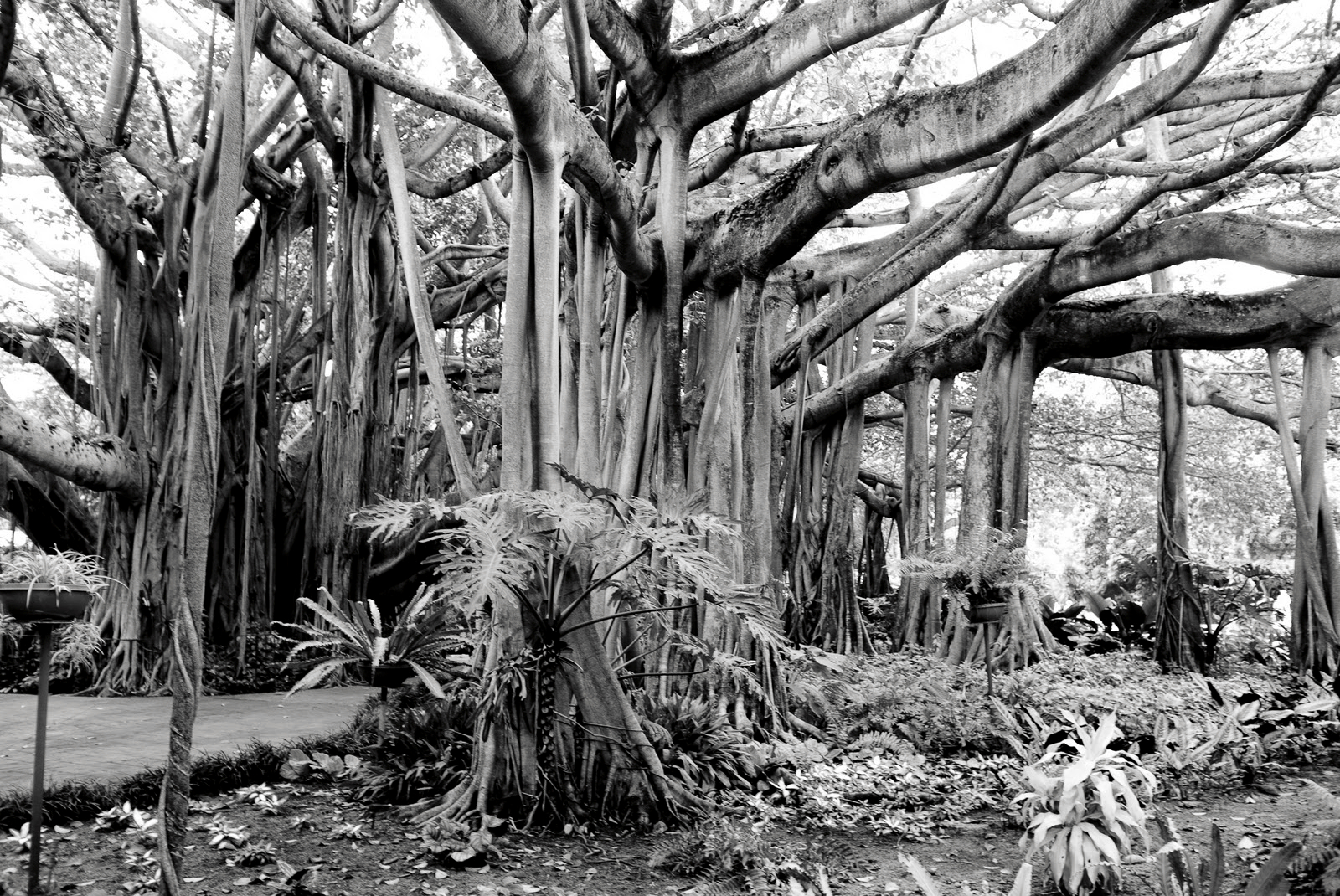 Banyan Tree.jpeg