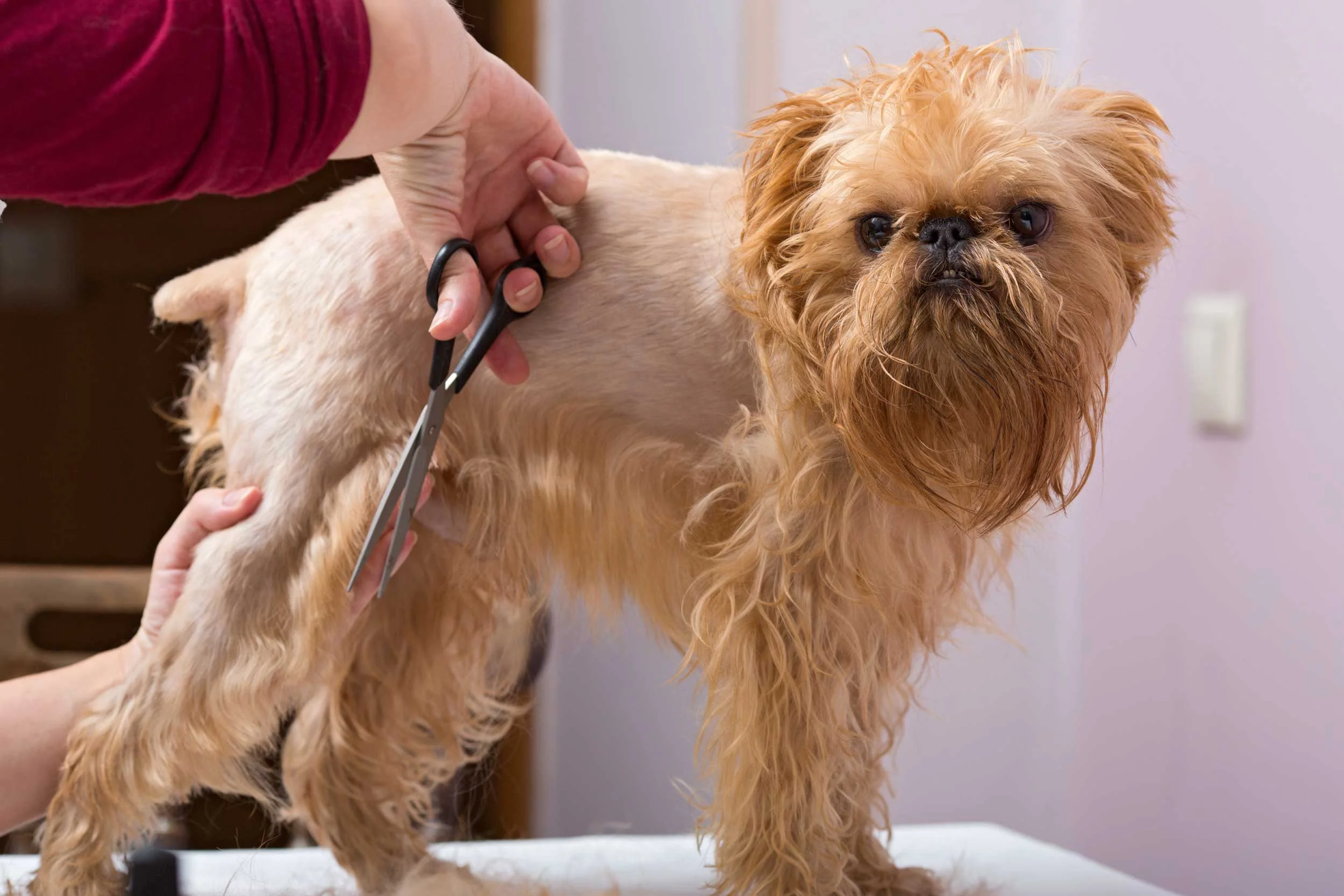 Dog-Grooming-87.jpg