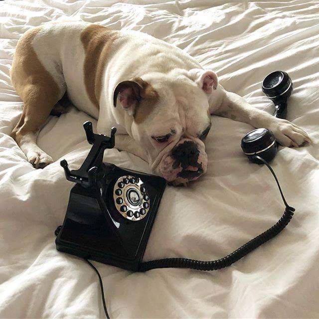 Is my dog done yet? 