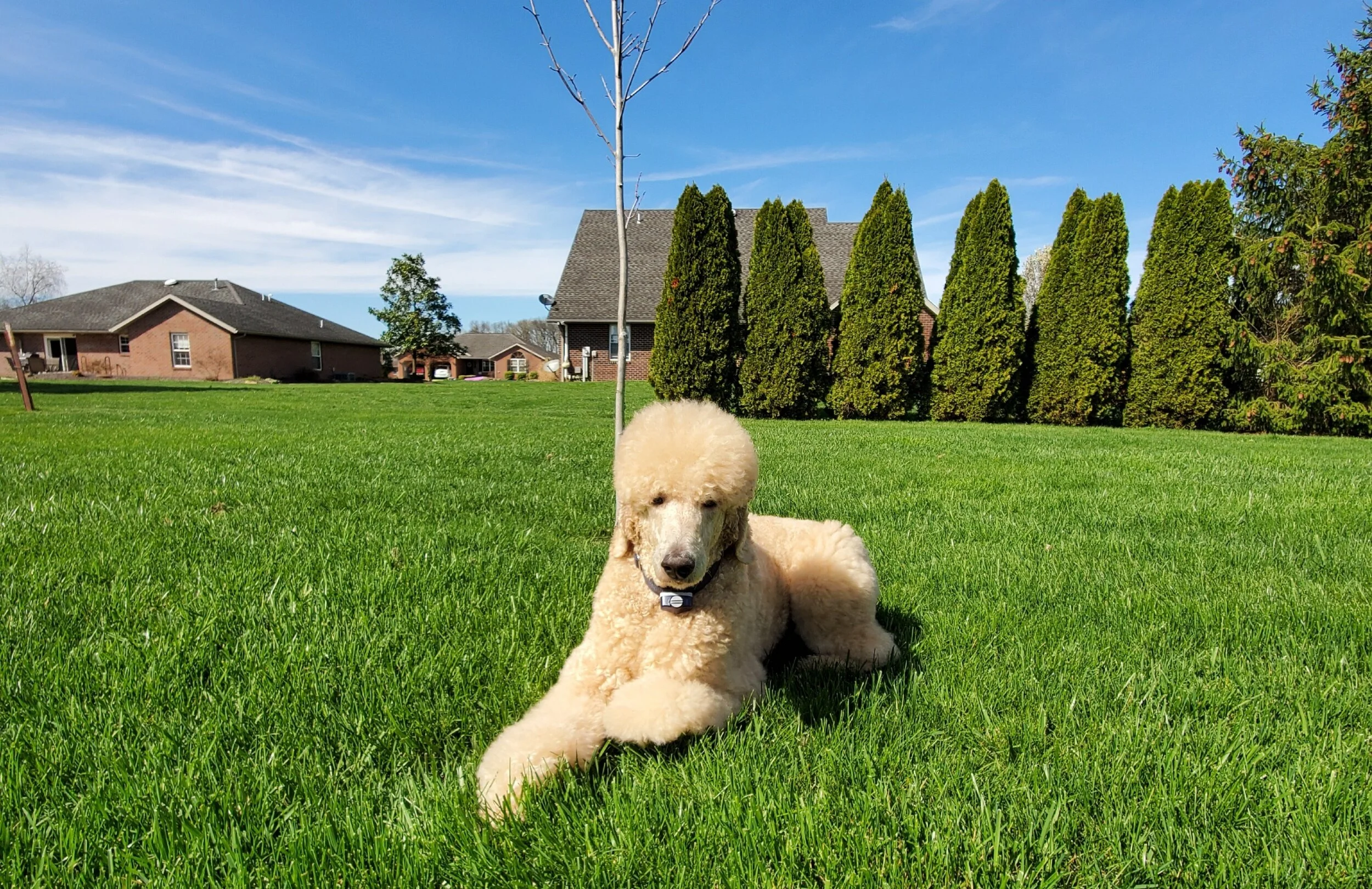 How to choose a reputable groomer or salon.