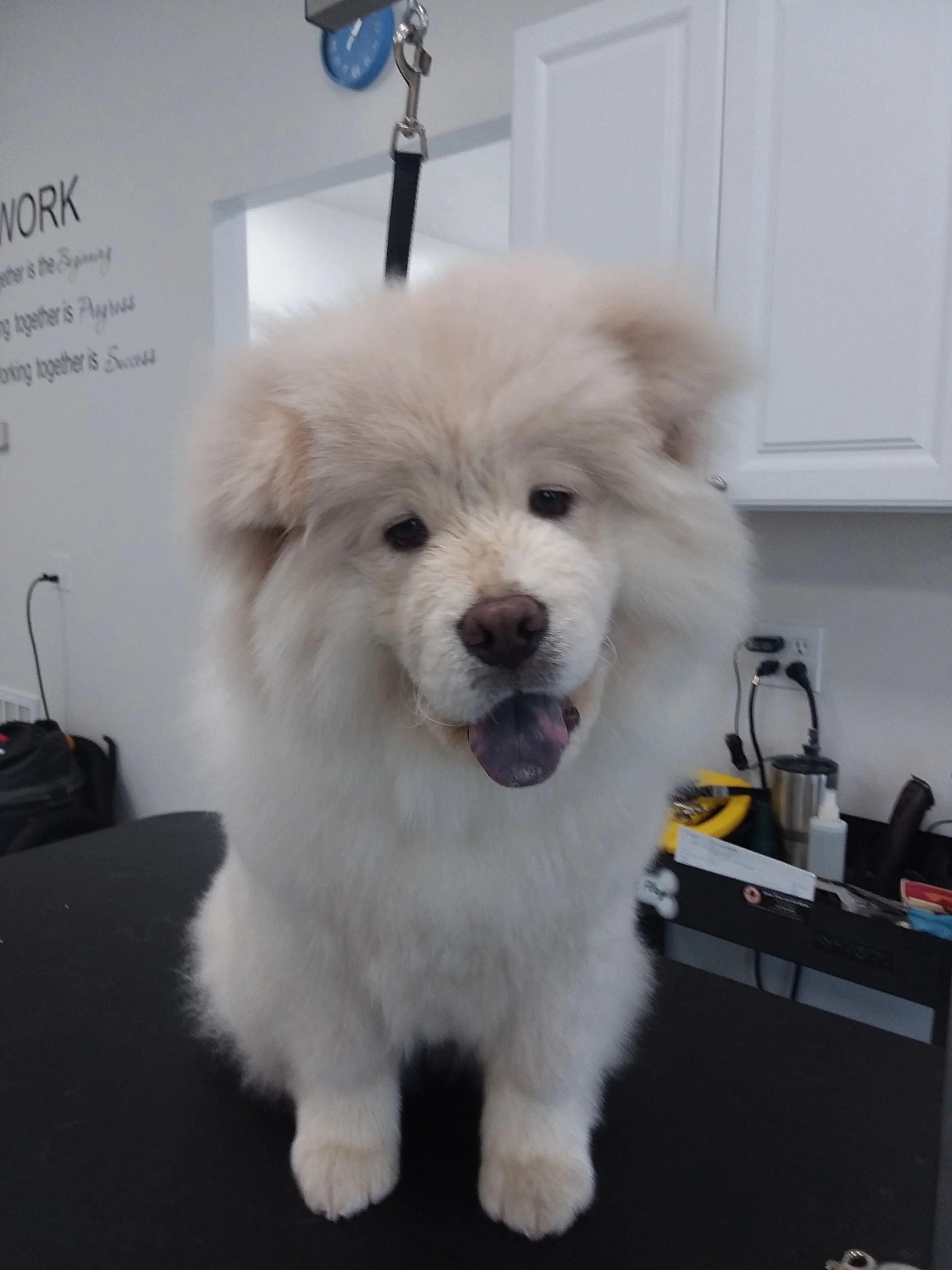 Dog Grooming — PetAgree Professional Pet Grooming Lodging Training