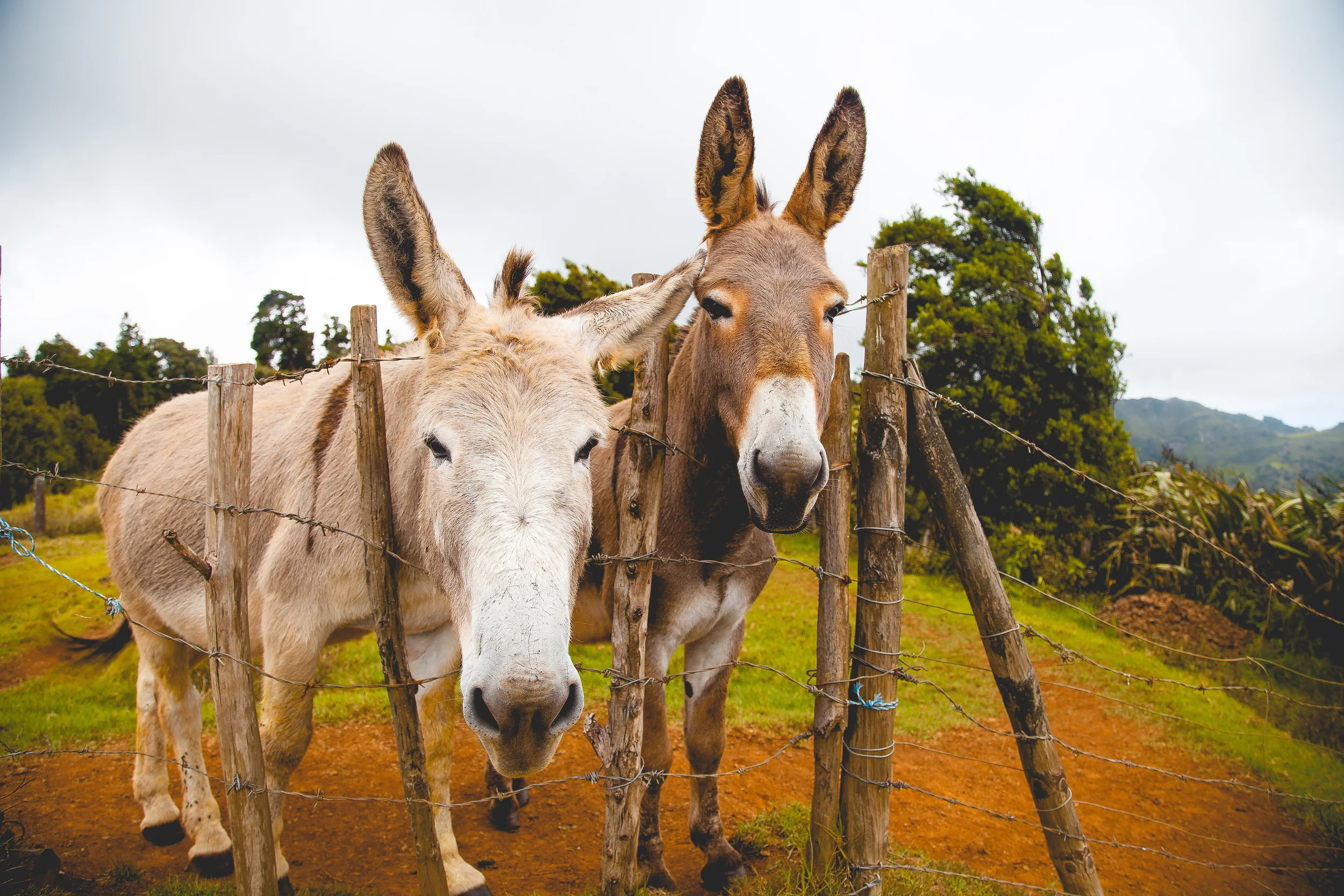 IMG_0427 copy-2 copy.jpg