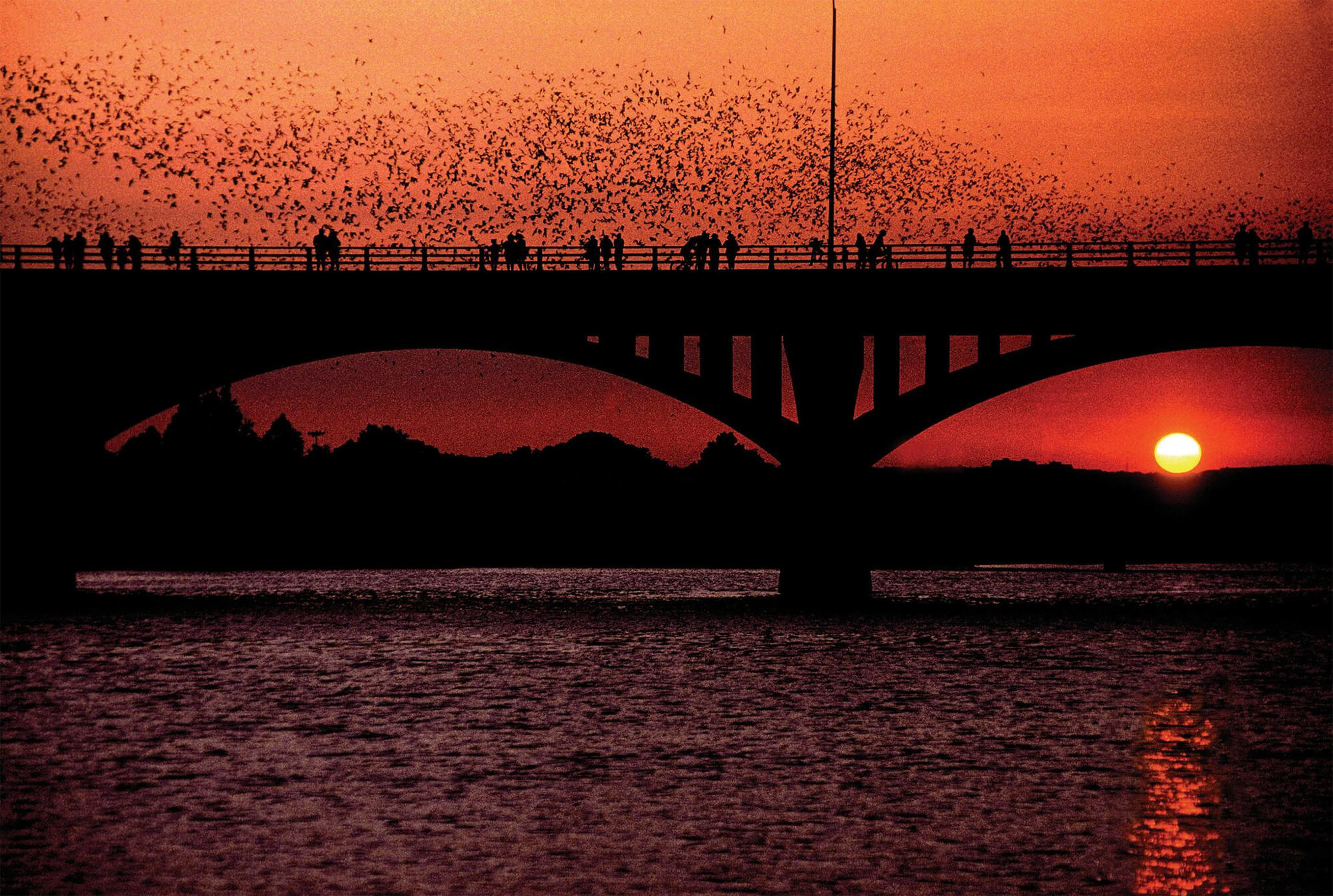 Watch as millions of bats exit the South Congress Bridge