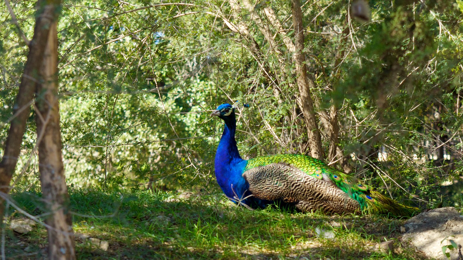One of the many roaming peacocks at The Austin Zoo