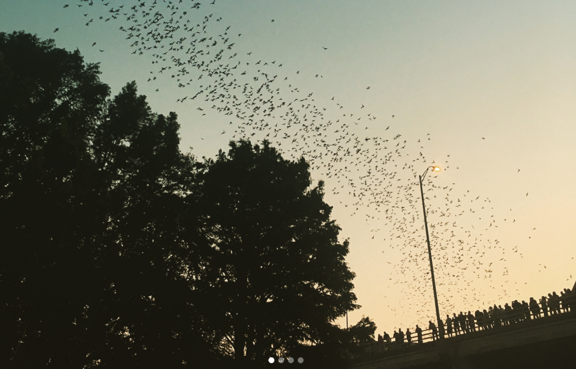 Congress Bridge Bats.png