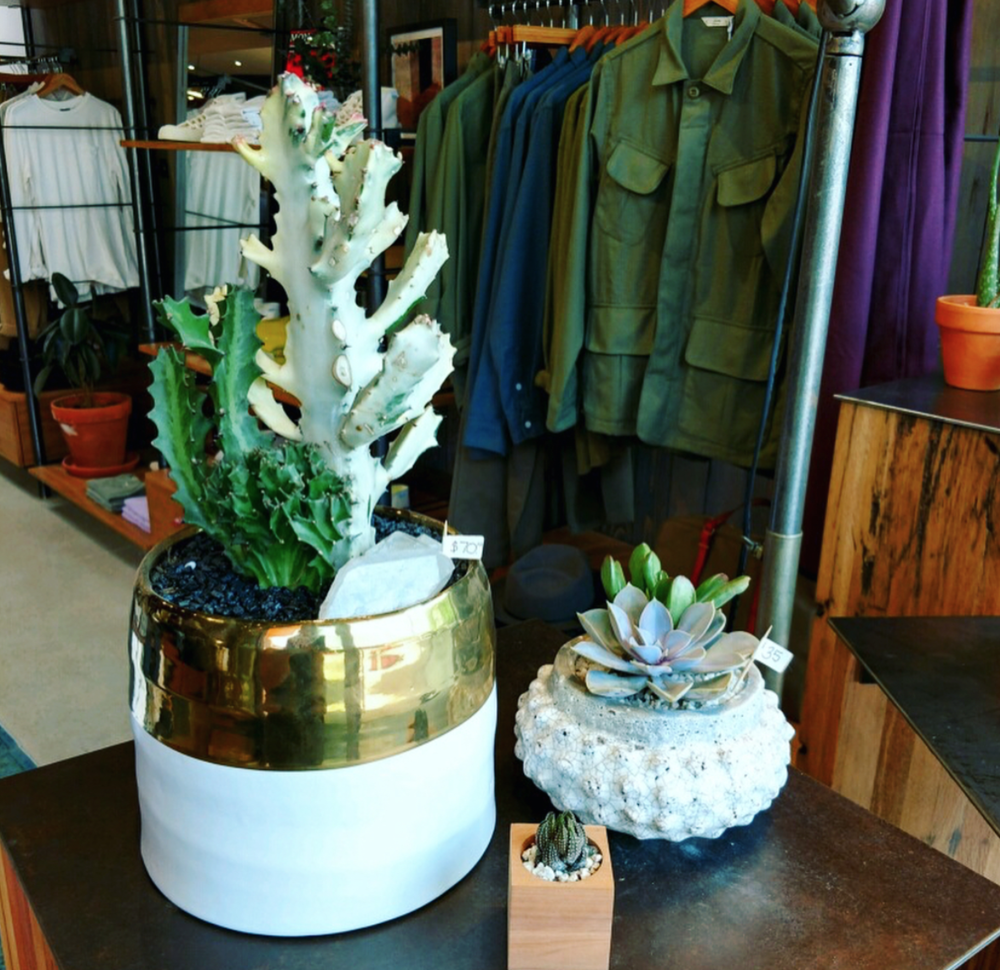 Succulent+Native-1.png