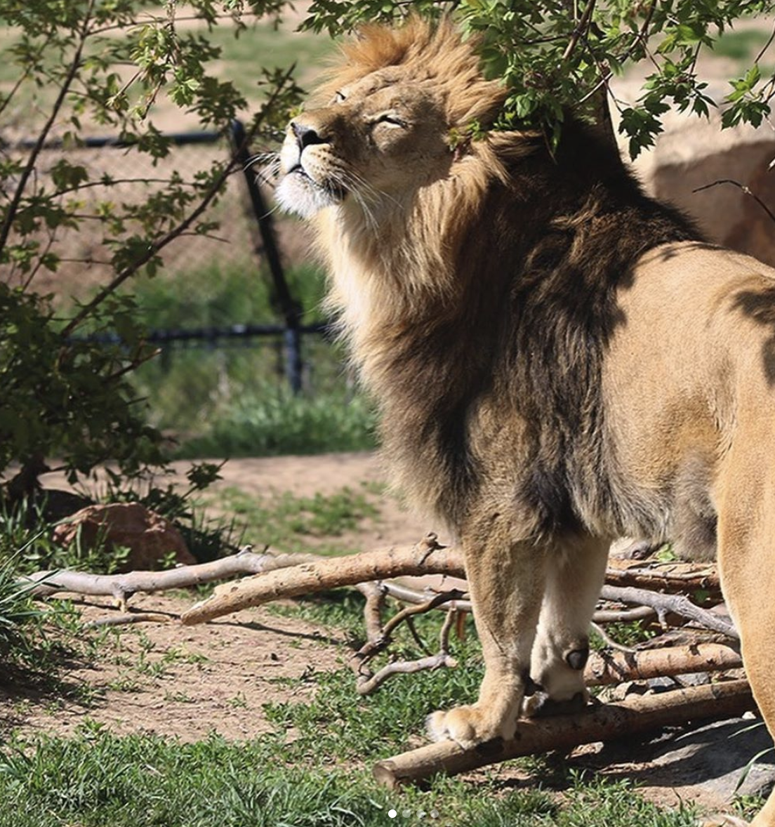 Union_DenverZoo.png