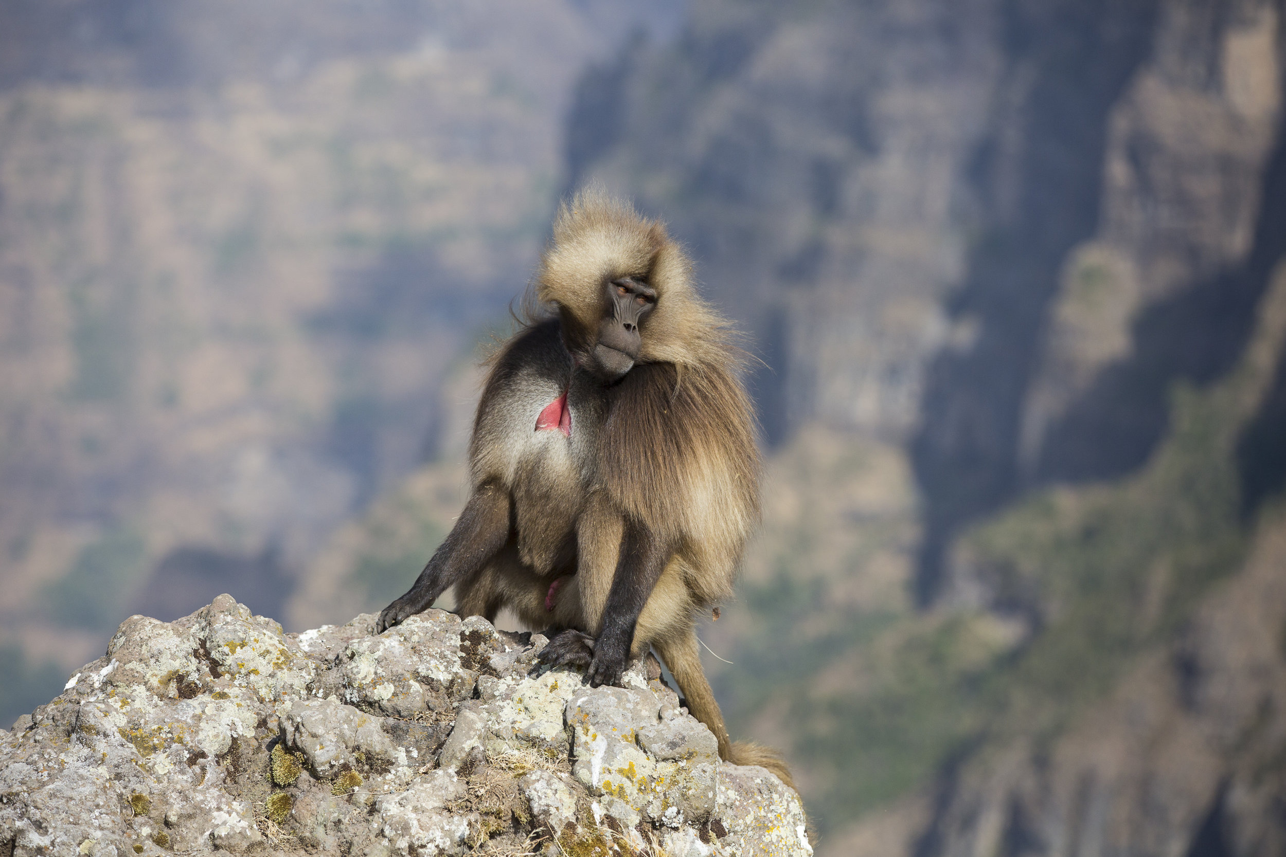 Simien Mountains National Park, Adobe Stock Photo