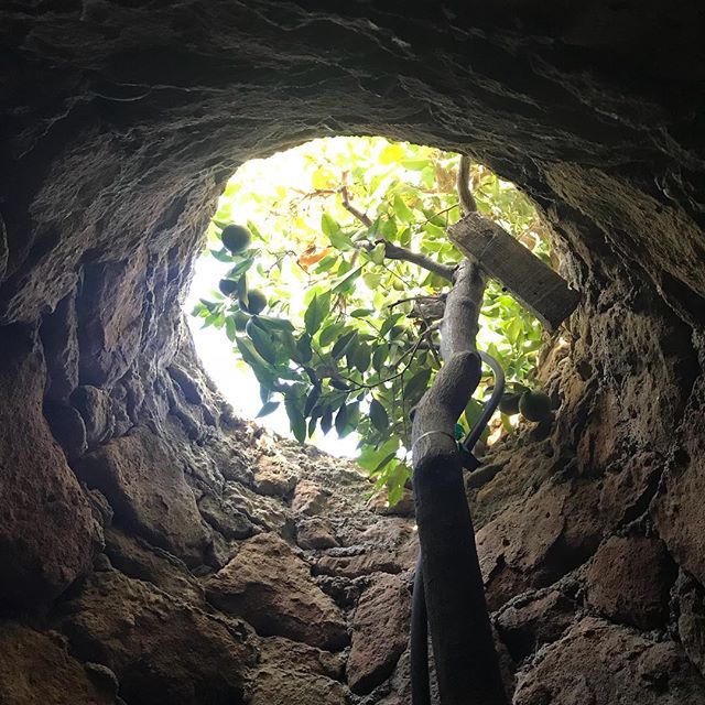 Forestiere Underground Gardens