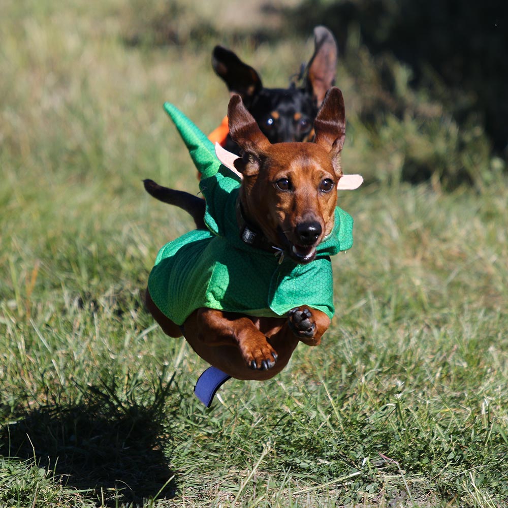 weiner dog.jpg