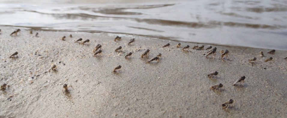 Corixid Migration Linking Wetland and River Ecosystems