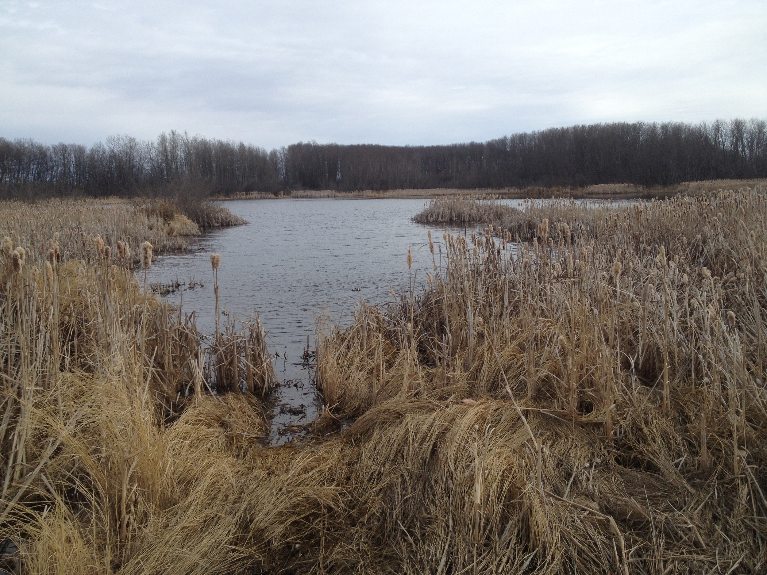 13 wetland spring.JPG