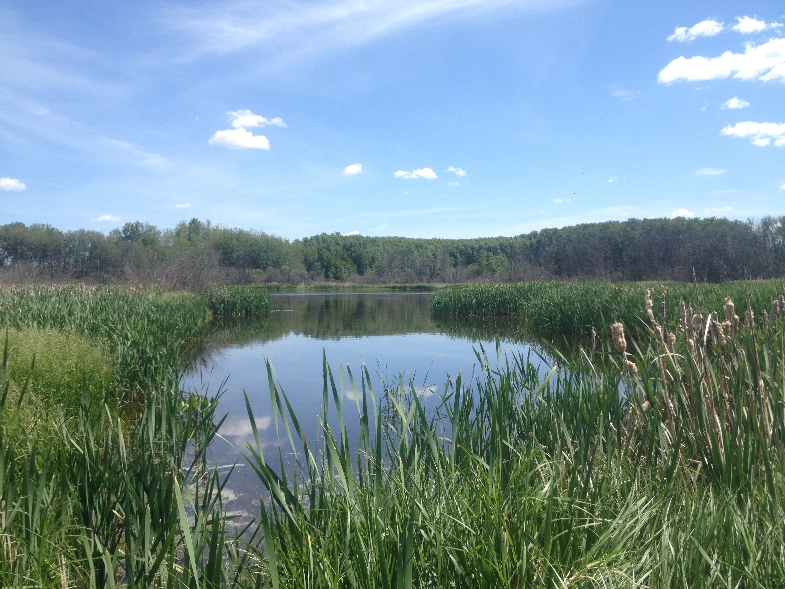 14 wetland summer.JPG