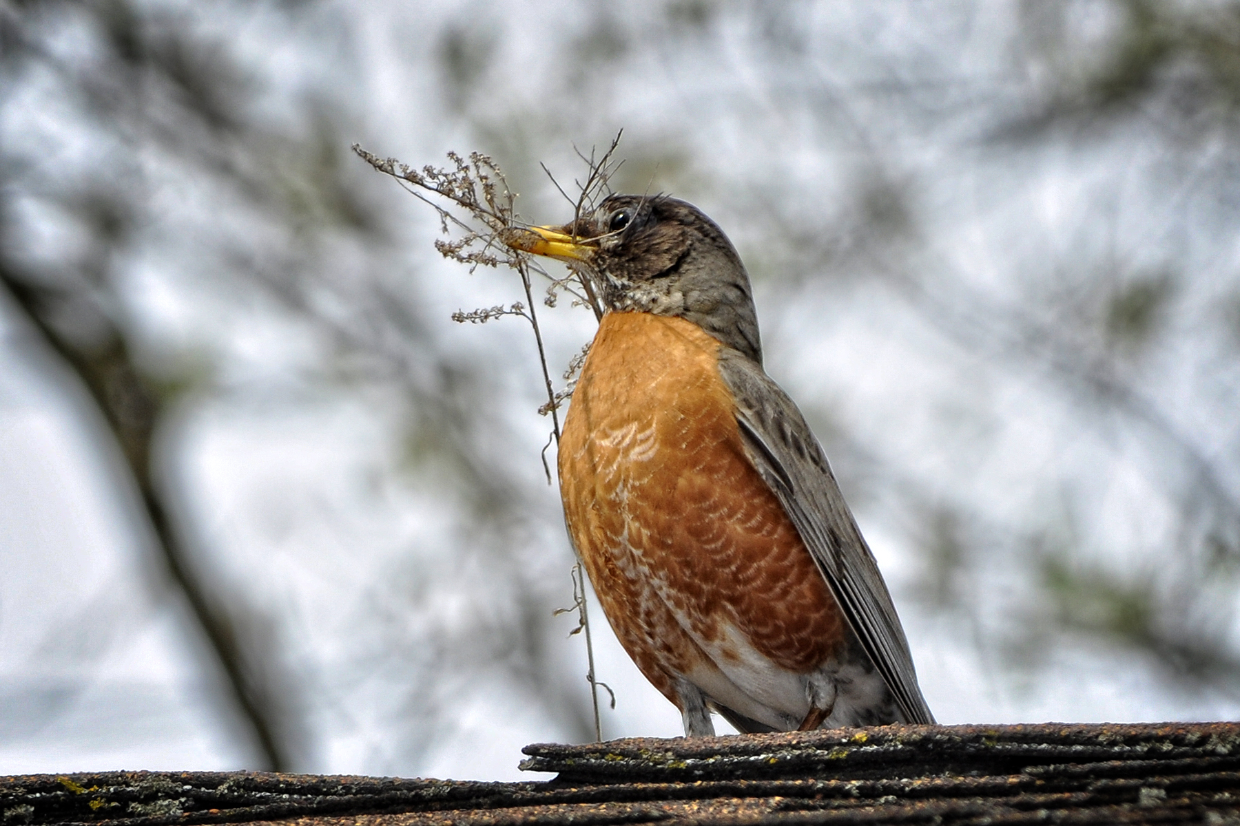 _DSC1278 I'm building a nest.jpg