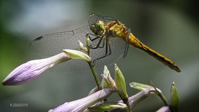 _DSC0096 Dragon Fly.jpg