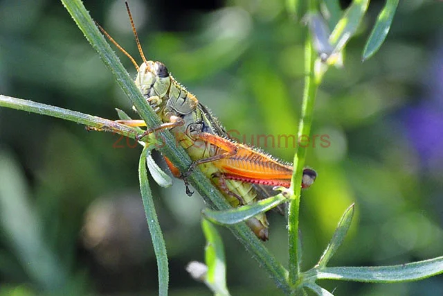 Web Site Photo609.jpg