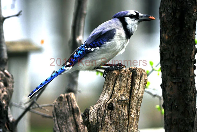 Web Site Photo632.jpg