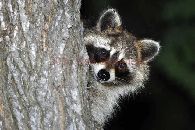 Web Site Photo783.jpg