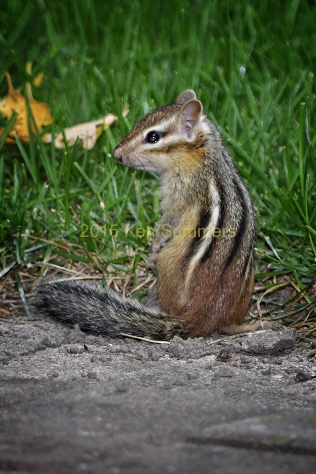 Web Site Photo711.jpg