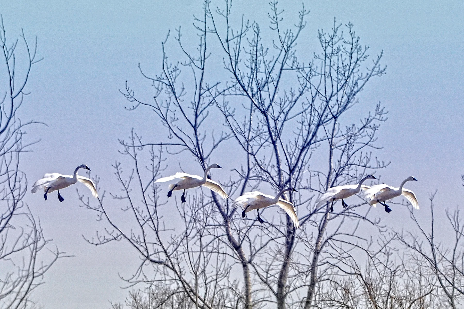 _DSC1048 Coming in for a Landing.jpg