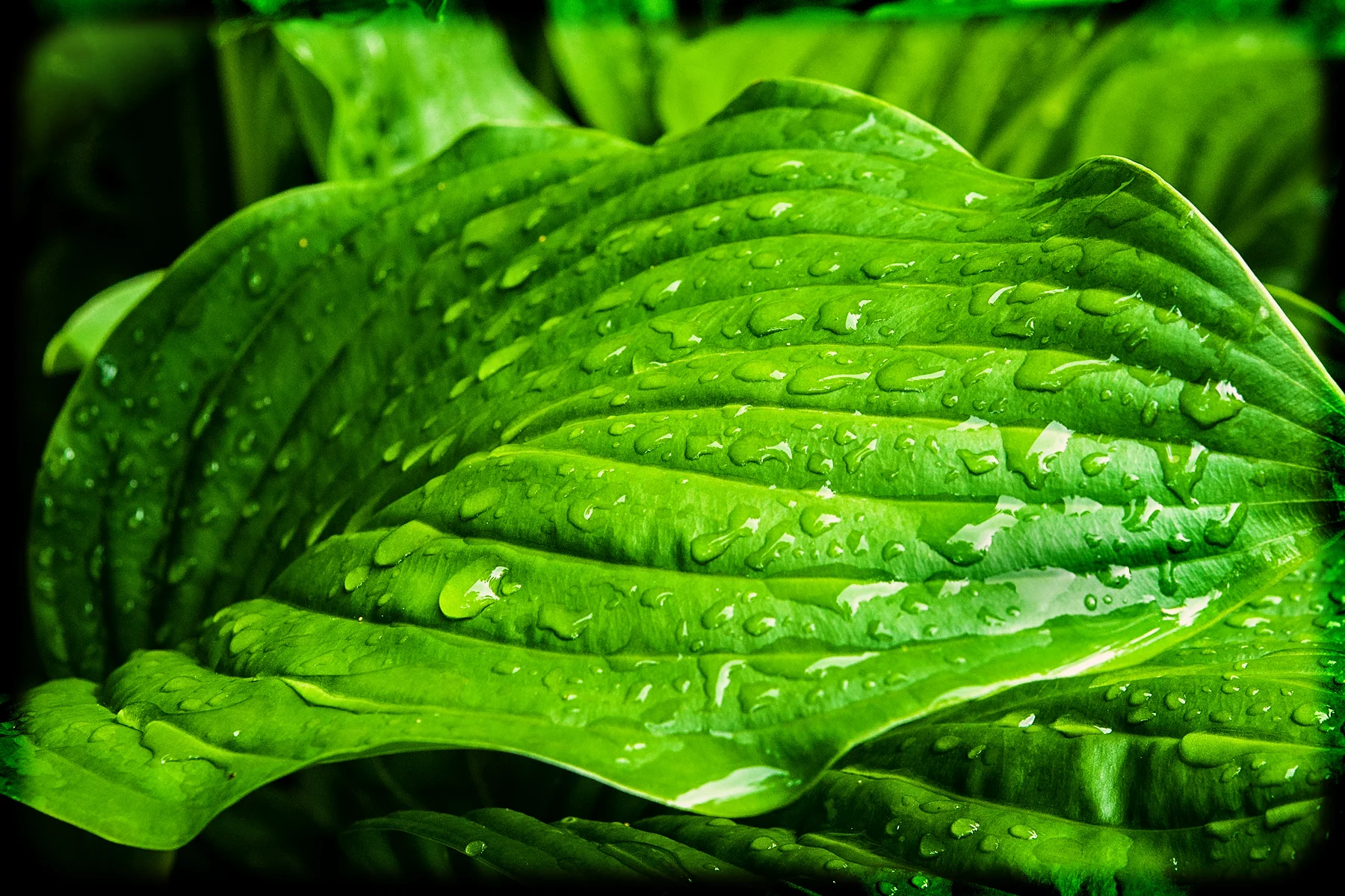 _DSC2325 Hosta after rain.jpg