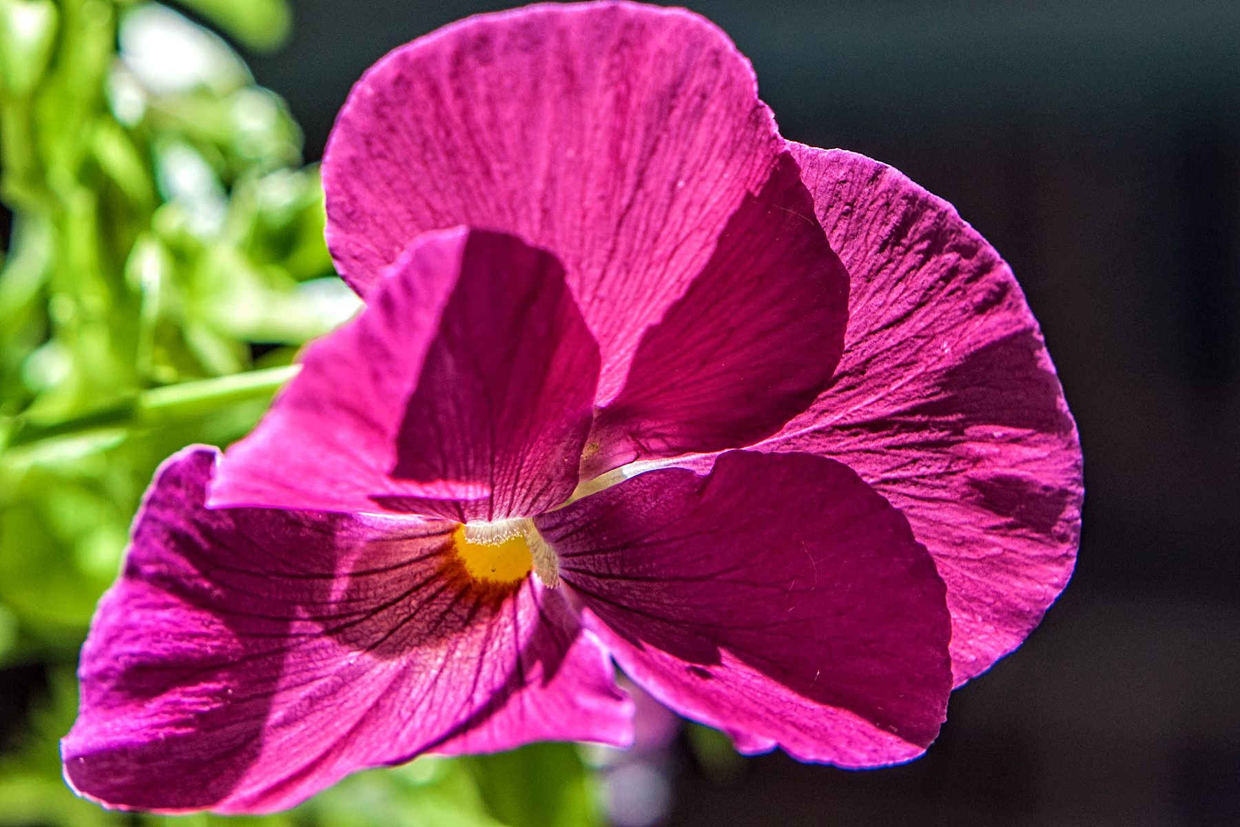 _DSC2254 Soft Focus Pansy Maroon.jpg