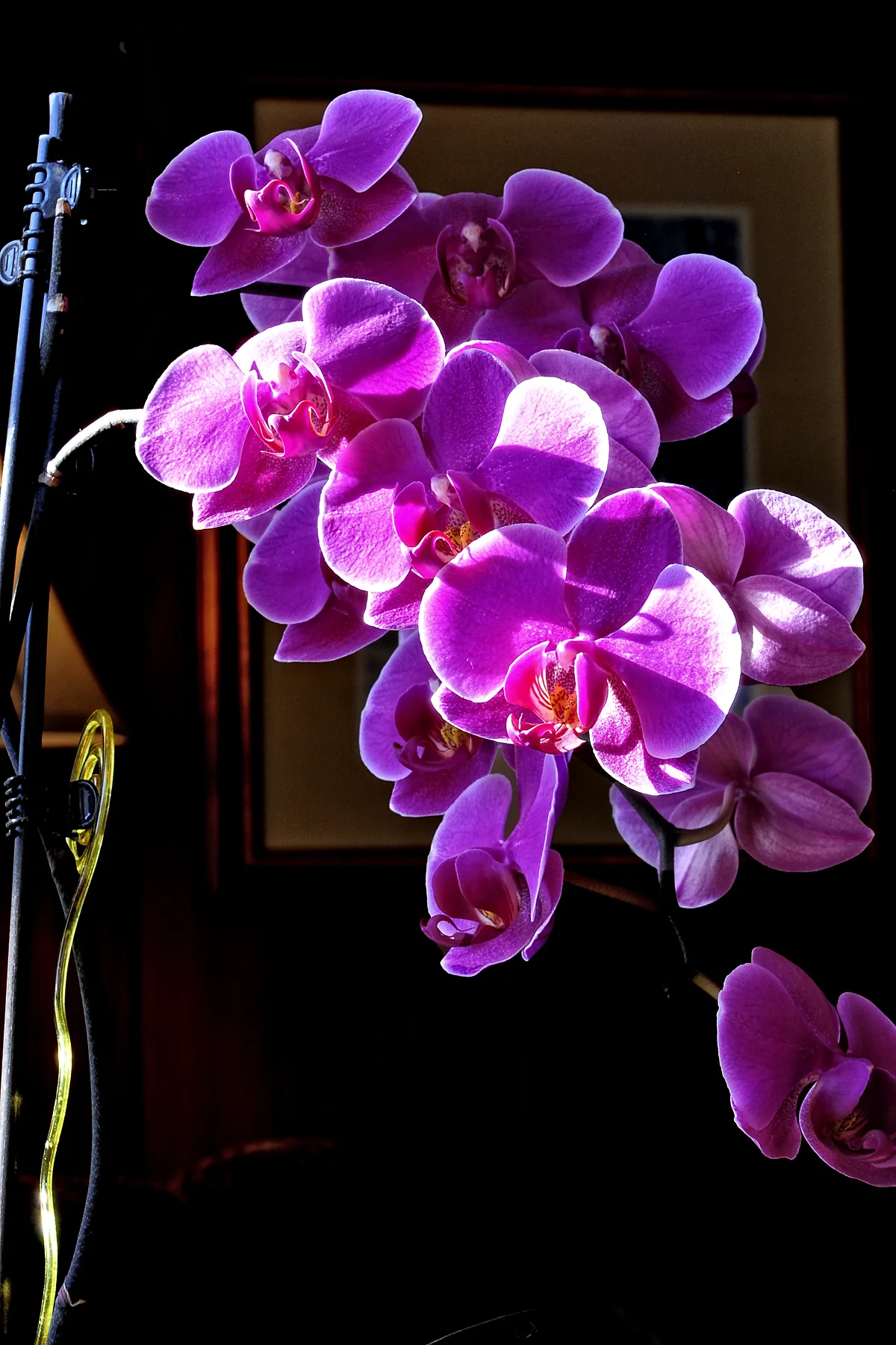 _DSC1124 Orchid named Willa.jpg